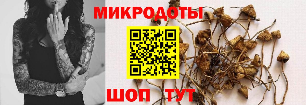 Псилоцибиновые грибы Psilocybe Красноперекопск